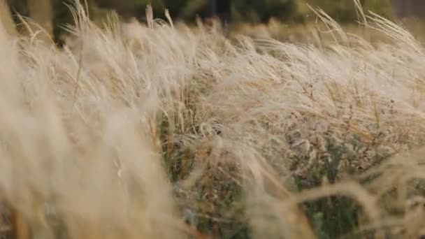 Перьевая трава на закате — стоковое видео