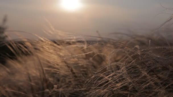 Feather grass on sunset — Stock Video