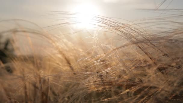 Herbe à plumes au coucher du soleil — Video