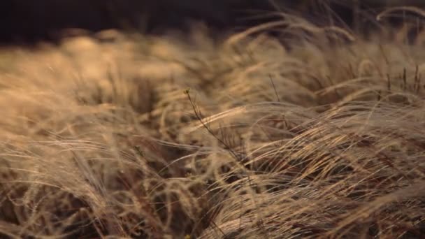 Herbe à plumes au coucher du soleil — Video