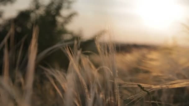 Grama de penas ao pôr-do-sol — Vídeo de Stock