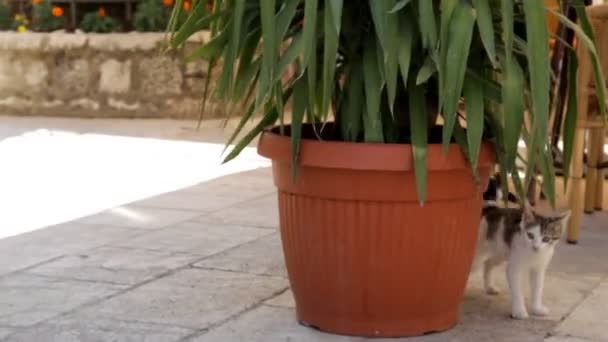 Cats play in vase with flower — Stock Video