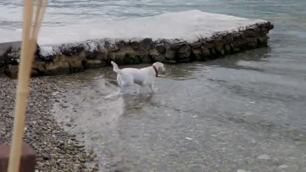 Собака плаває в морі — стокове відео