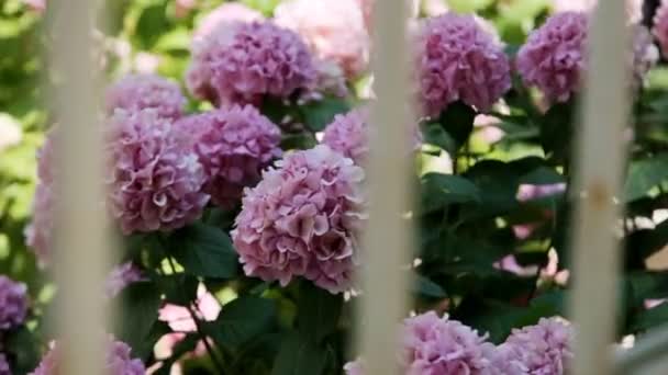 Roze hortensia — Stockvideo
