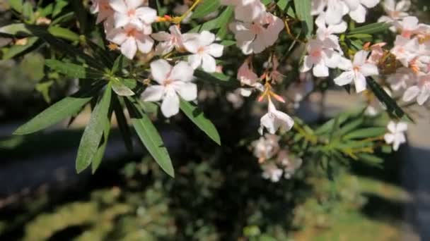 Fleurs et arbres, nature monténégrine. .