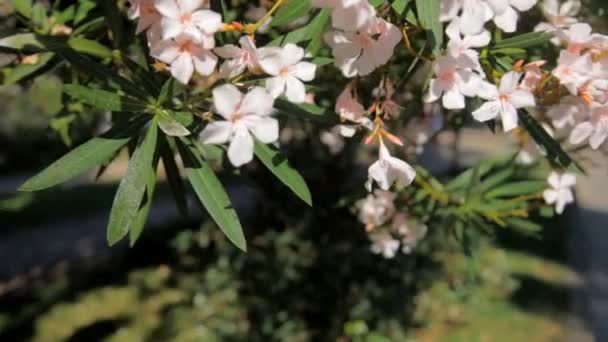 Bloemen en bomen, aard van montenegro.set. — Stockvideo