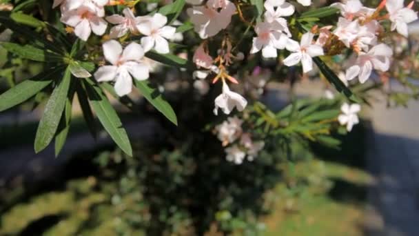 Flores y árboles, naturaleza de Montenegro.Set . — Vídeo de stock