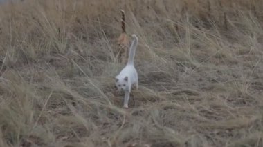 Kırmızı ve beyaz açık havada kedi