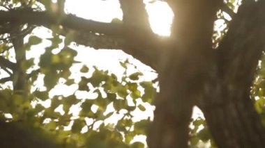 güneş ışığı ile yeşil ağaç yaprak