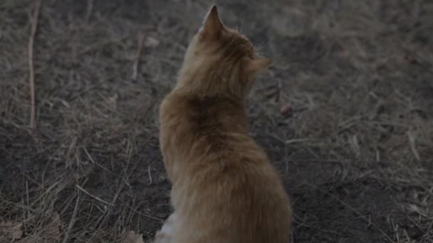 Vit katt skaka på vinden utomhus — Stockvideo