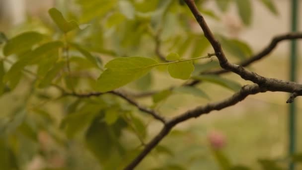 Beautiful fresh leaves — Stock Video