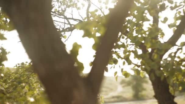 Lumière du soleil chaude et fuites de lumière dans les feuilles vertes — Video
