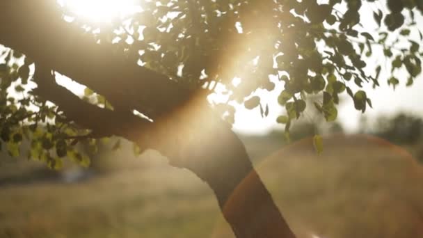 Lumière du soleil chaude et fuites de lumière dans les feuilles vertes — Video