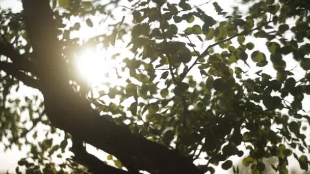 Sonnenlicht durch den Baum — Stockvideo