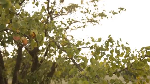 Солнечный свет сквозь дерево — стоковое видео