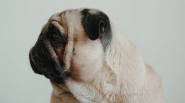 Meraklı köpeğin portresi