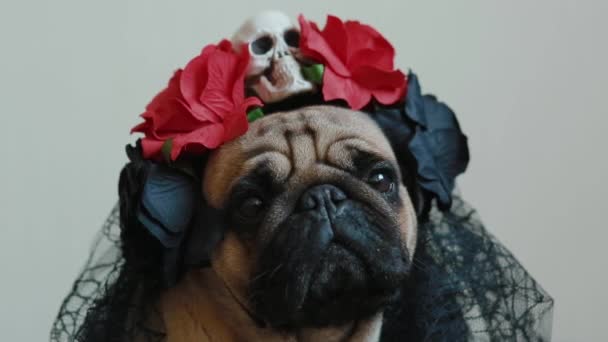 The pug in a Halloween wreath — Stock Video