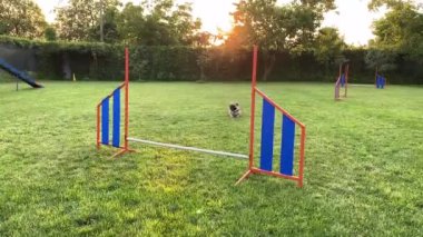 The dog jumping over the barrier on the green lawn