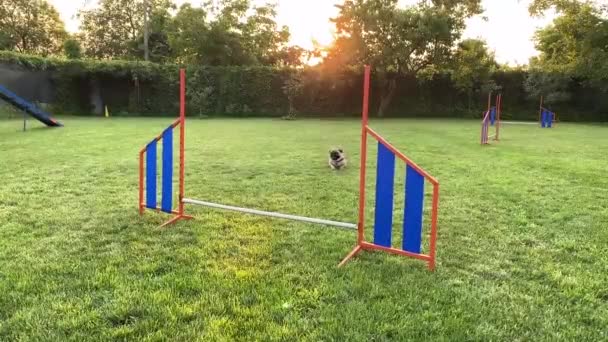 The dog jumping over the barrier on the green lawn — Stock video