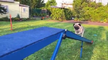 Açık havada sevimli pug eğitim çevikliği