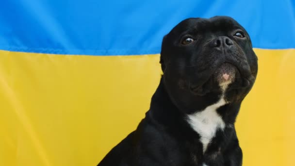 Das Porträt eines Staffordshire Bullterriers mit ukrainischer Flagge im Hintergrund — Stockvideo
