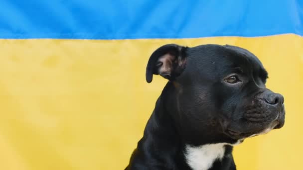 Das Porträt eines Staffordshire Bullterriers mit ukrainischer Flagge im Hintergrund — Stockvideo