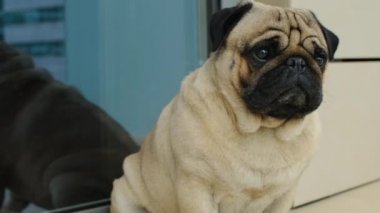 Köpeğin yakın plan portresi. Dışarıda oturan sevimli köpek. Meraklı ve rahat hayvan..