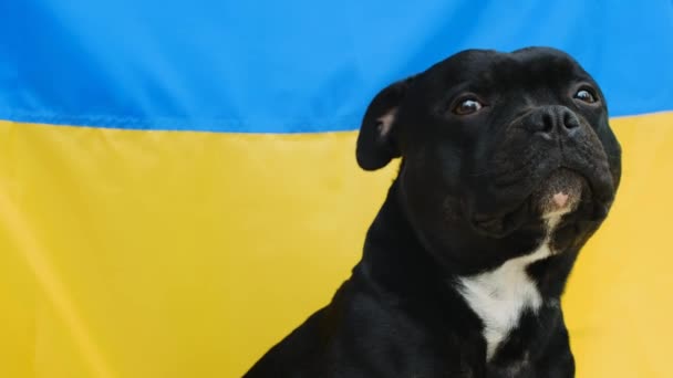 Das Nahaufnahme Porträt Eines Staffordshire Bullterriers Mit Ukrainischer Flagge Hintergrund — Stockvideo