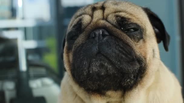 Nahaufnahme Porträt Des Mops Netter Hund Sitzt Draußen Das Neugierige — Stockvideo