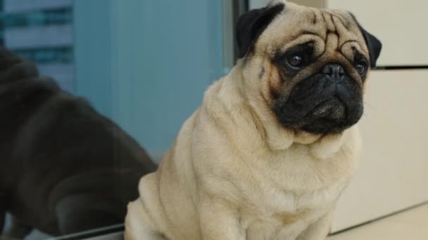 プラグのクローズアップ肖像画 かわいい犬が外に座っている 好奇心とリラックスした動物 — ストック動画