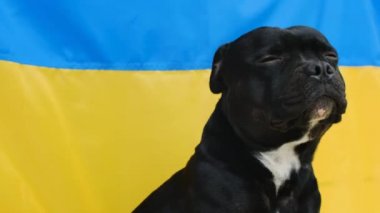 Arka planda Ukrayna bayrağı olan, St.Fordshire boğa teriyerinin yakın plan portresi. Ukrayna Hayvanları.