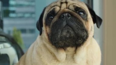 Close-up portrait of the pug. Cute dog sitting outside. The curious and relaxed animal.