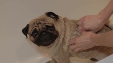 Şirin köpeğin banyo zamanı. Pug 'u şampuanla temizleyen kadın..