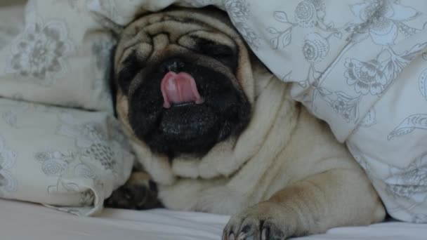 Dog Covered Blanket Licks His Nose Bedtime Funny Pug Slow — Stock Video