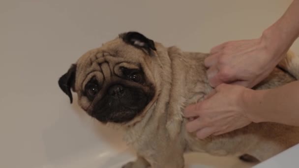 Басейн Милого Собаки Жінка Очищає Мопс Шампунем — стокове відео