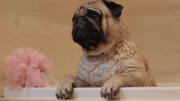 Басейн Милого Собаки Портрет Мопса Краю Ванної Кімнати Рожевою Мочалкою — стокове відео