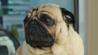 Köpeğin yakın plan portresi. Dışarıda oturan sevimli köpek. Meraklı ve rahat hayvan..