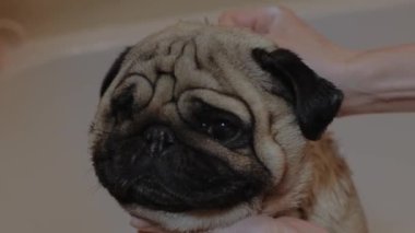 Şirin köpeğin banyo zamanı. Pug 'u şampuanla temizleyen kadın..