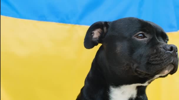 Das Nahaufnahme Porträt Eines Staffordshire Bullterriers Mit Ukrainischer Flagge Hintergrund — Stockvideo