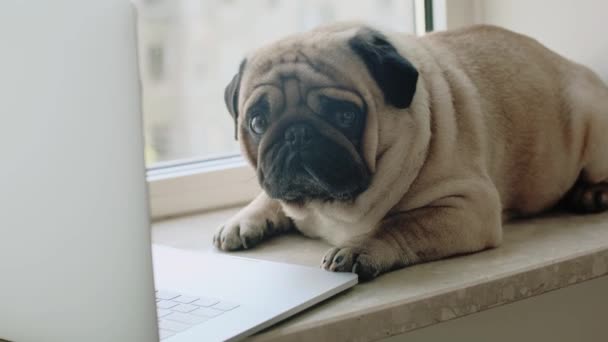Anjing Yang Lucu Dengan Laptop Jendela Rumah Pug Yang Duduk — Stok Video