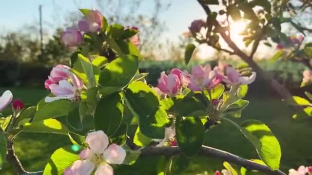 Florecimiento Del Manzano Primavera Hermosas Flores Rosadas — Vídeos de Stock