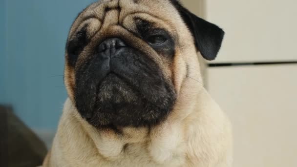 プラグのクローズアップ肖像画 かわいい犬が外に座っている 好奇心とリラックスした動物 — ストック動画