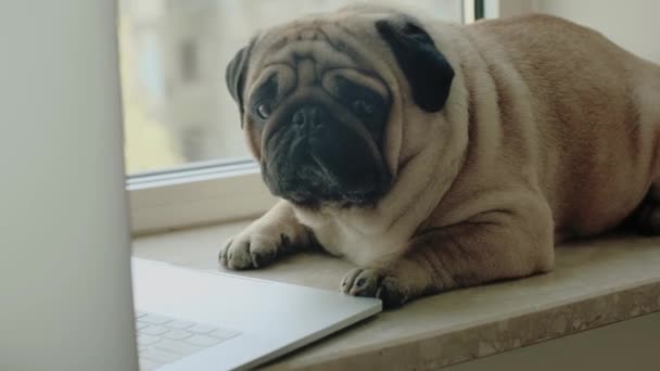 Cute Dog Laptop Windowsill Pug Sitting Window Slow Motion Hard — Stockvideo