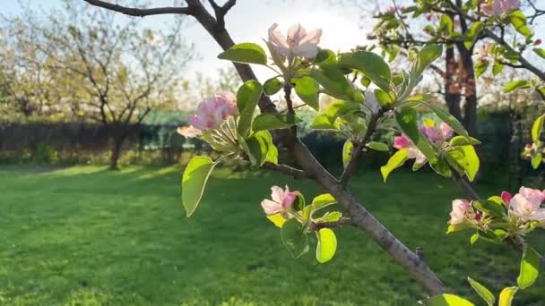 Lkbaharda Elma Ağacının Çiçek Açması Güzel Pembe Çiçekler — Stok video