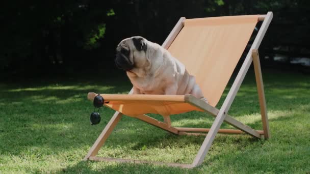Cute Dog Sitting Orange Deck Chair Sunglasses Pug Resting Lawn — ストック動画