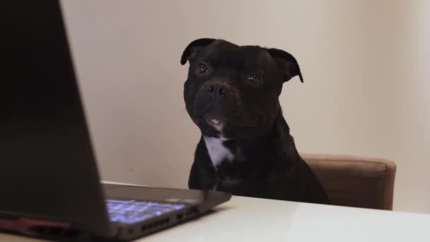 Curious Black Dog Sitting Table Laptop Staffordshire Bull Terrier Pretending — Vídeo de stock