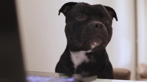 Curious Black Dog Sitting Table Laptop Staffordshire Bull Terrier Pretending — ストック動画