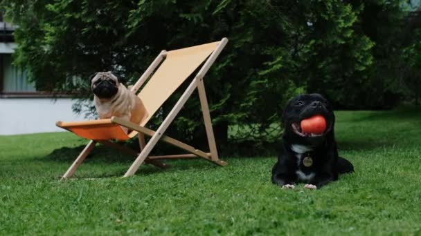 Милі Собаки Відпочивають Саду Мопс Сидить Кріслі Помаранчевої Палуби Чорний — стокове відео