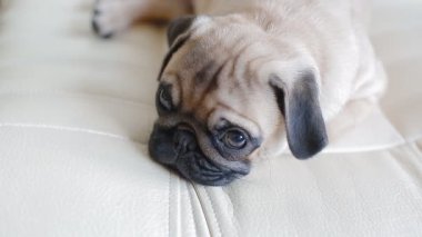 Uykulu beyaz arka plan üzerinde belgili tanımlık pug köpek yavrusu. Sevimli küçük köpek.