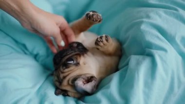 Mavi battaniye üzerinde belgili tanımlık pug köpek yavrusu. Kadın deneyin küçük köpeği ile oynamak için.